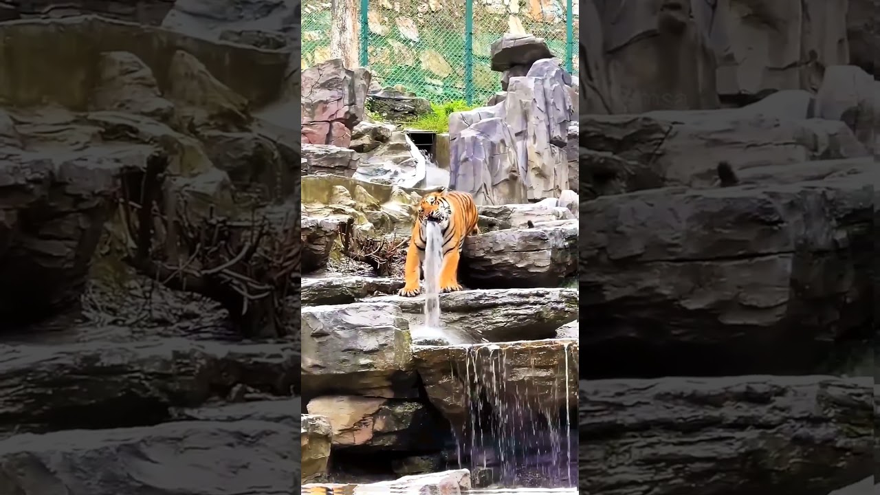 China Ka Viral Tiger… Reality Kya Hai? 😳