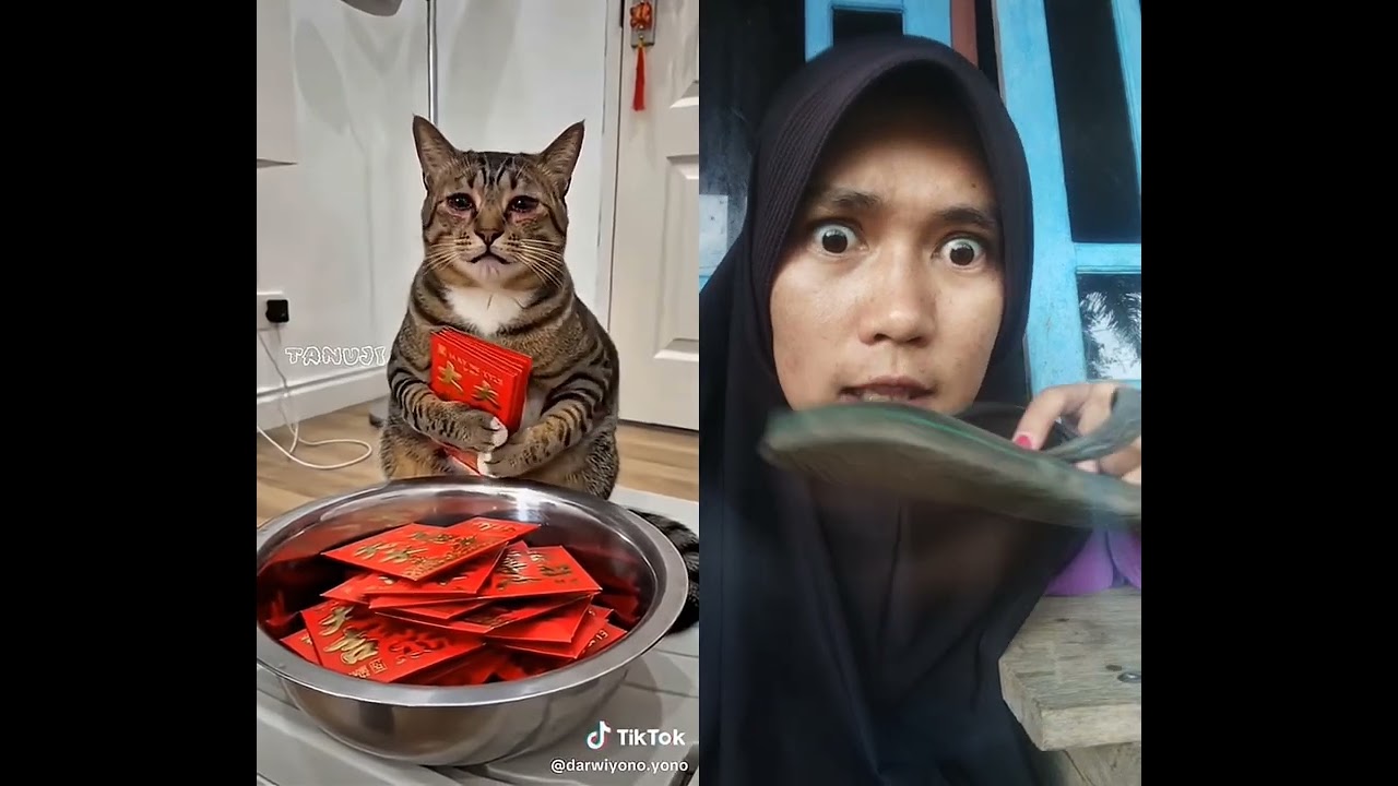 Ambil semua angpao Meong #lucu #komedi #dance
