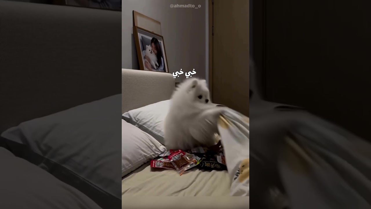 😂😂😂انكشف #cat #كوميديات #اكسبلور #هتضحك #قطط #viral #funny #لقط