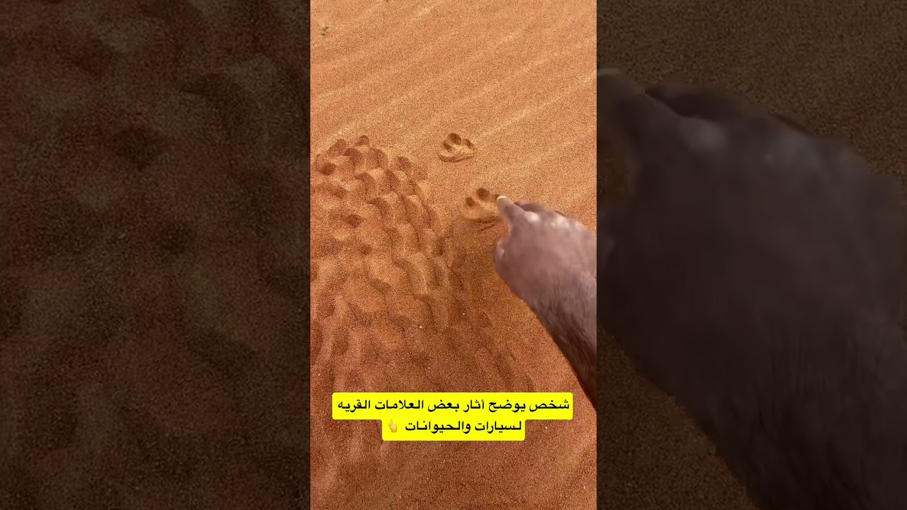 اثار بعض العلامات للسيارات والحيوانات