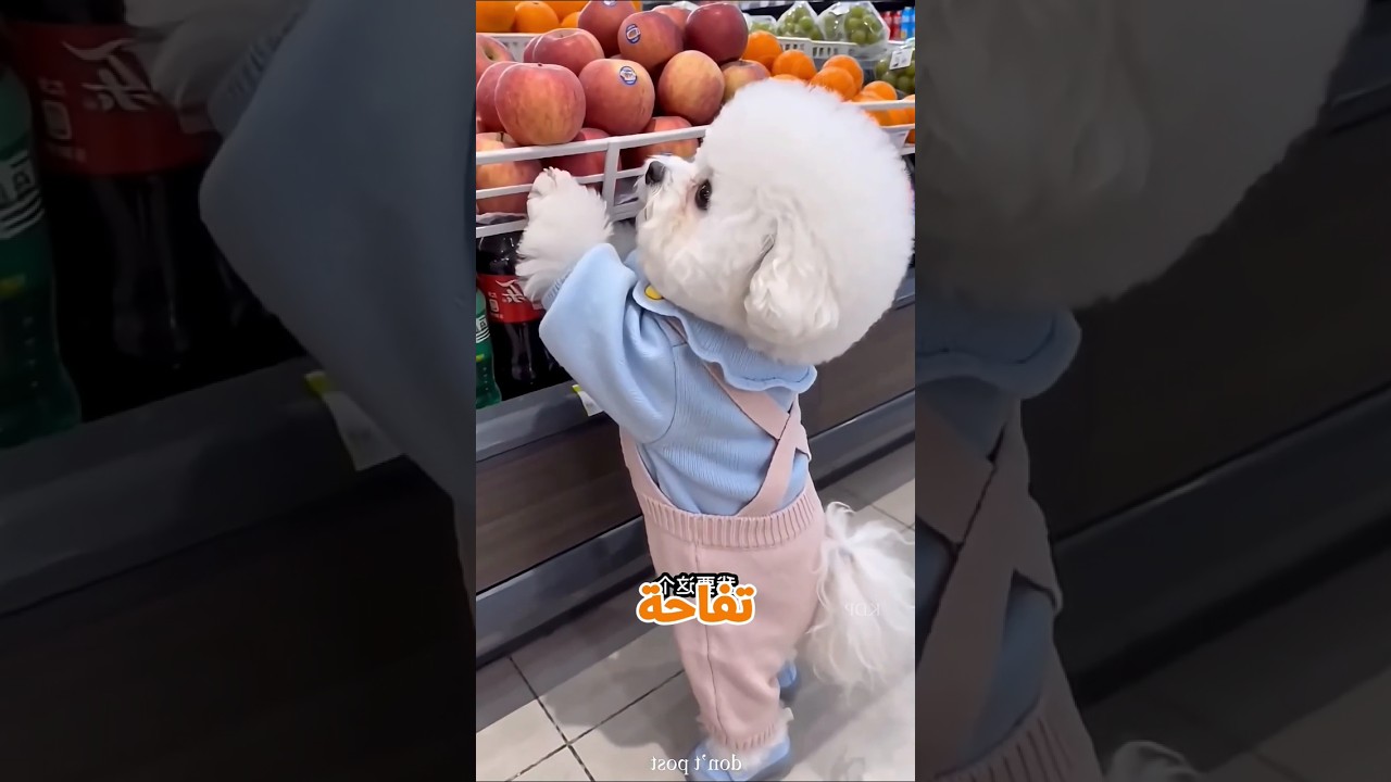 ماما هاتيلي تفاحه بليز 😱