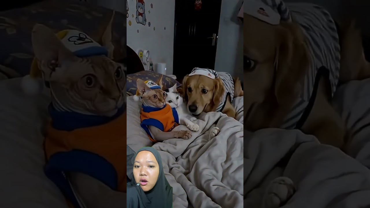 kucing ter santuy di dunia 😂 #trending #viral #shorts #fyp