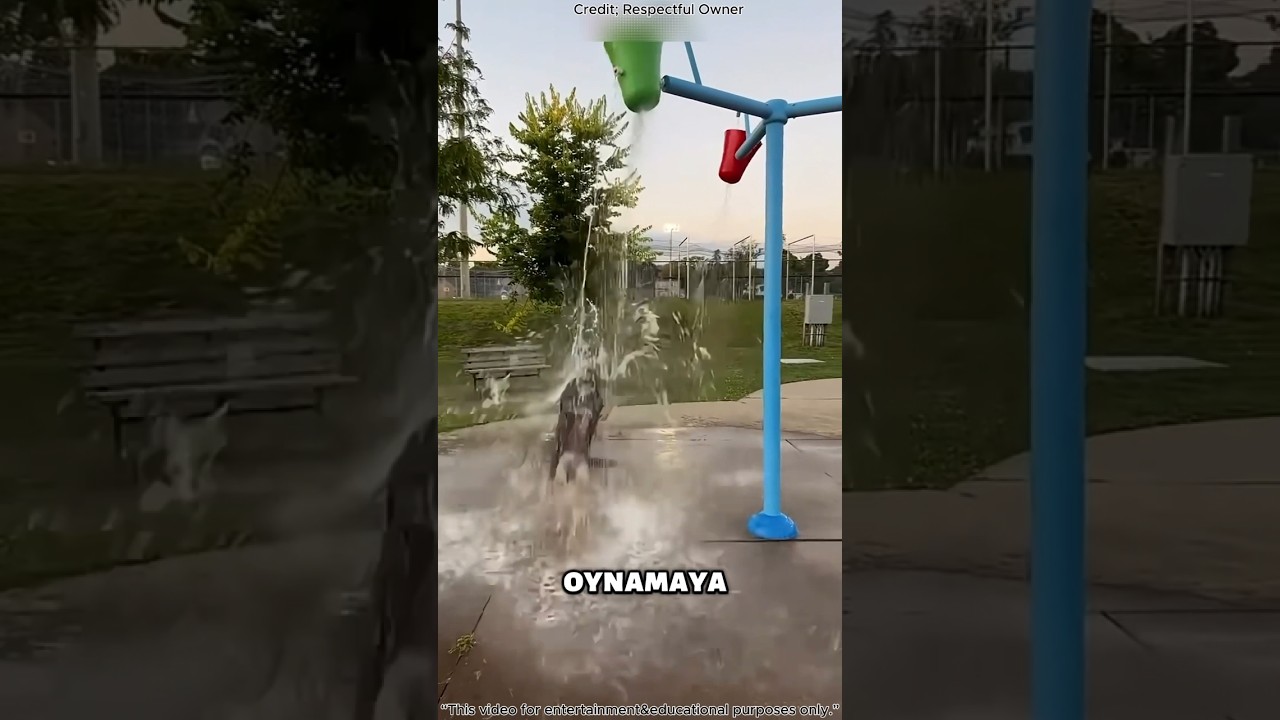 🥹💦 Bu Köpek Sadece Biraz Suyla Bile Mutlu Olmayı Bildi!