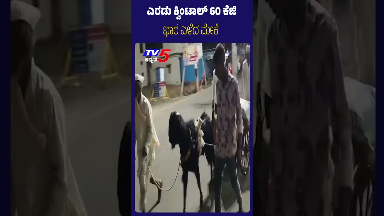 Goat Pulls 2 Quintals 60 kg Wheat Bag | ಎರಡು ಕ್ವಿಂಟಾಲ್ 60 ಕೆಜಿ ಭಾರ ಎಳೆದ ಮೇಕೆ