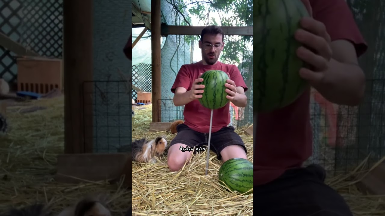 هالرجال لقى طريقة يطعم 80 خنزير غيني!