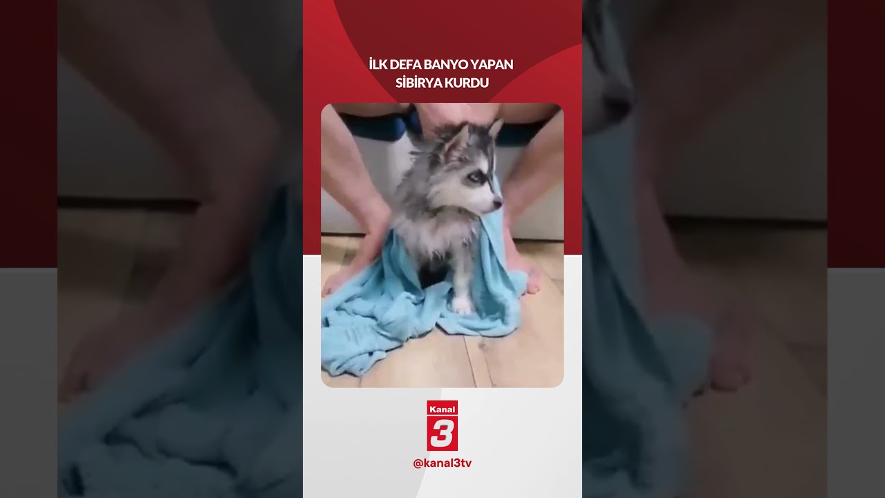 İlk defa banyo yapan ''Sibirya Kurdu''