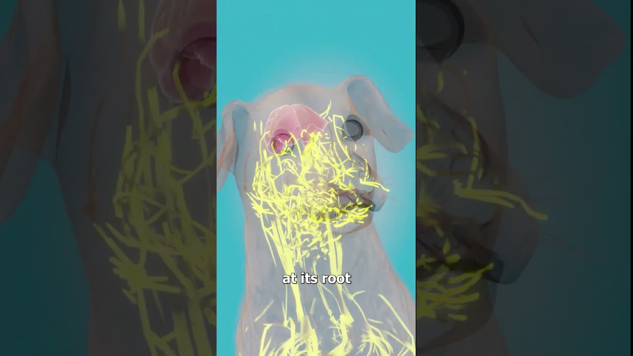 What Happens If A Dog Loses Its Whiskers 😨