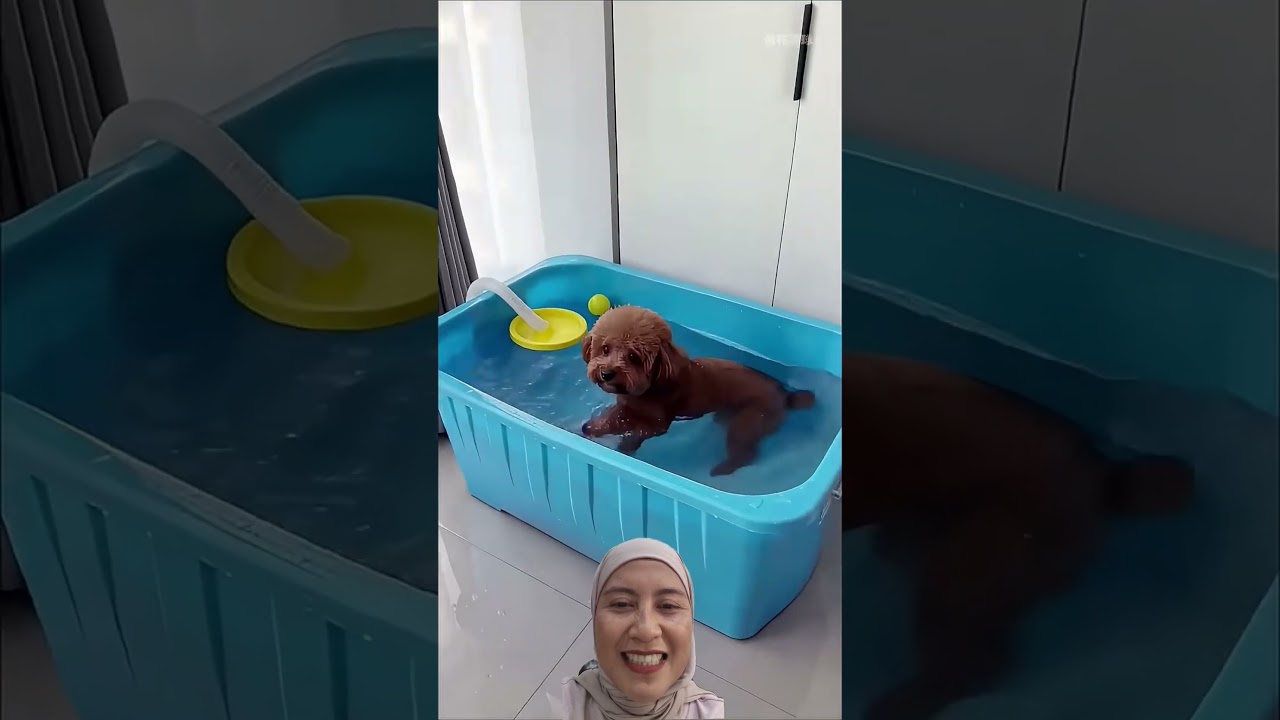 Dogi coklat mana ⁉️#shortvideo #shortfunny