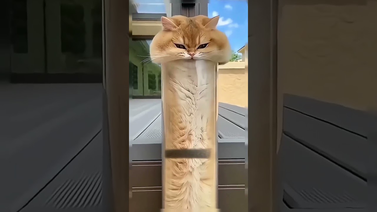 **القطة العالقة في الأنبوب… هل ستنجو أم ستكون أنت التالي؟**