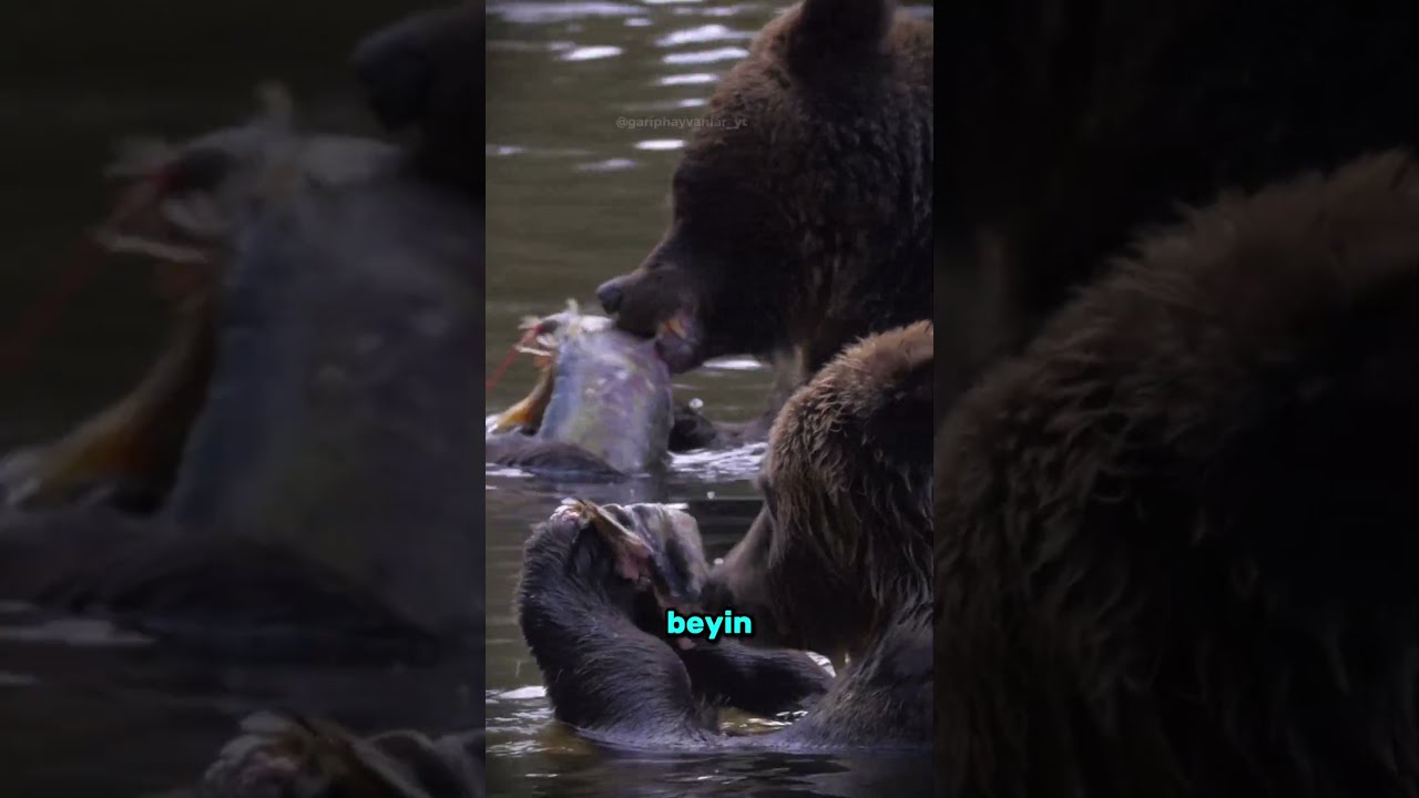 Ayılar Neden Avlarının Yarısını Öylece Bırakır?