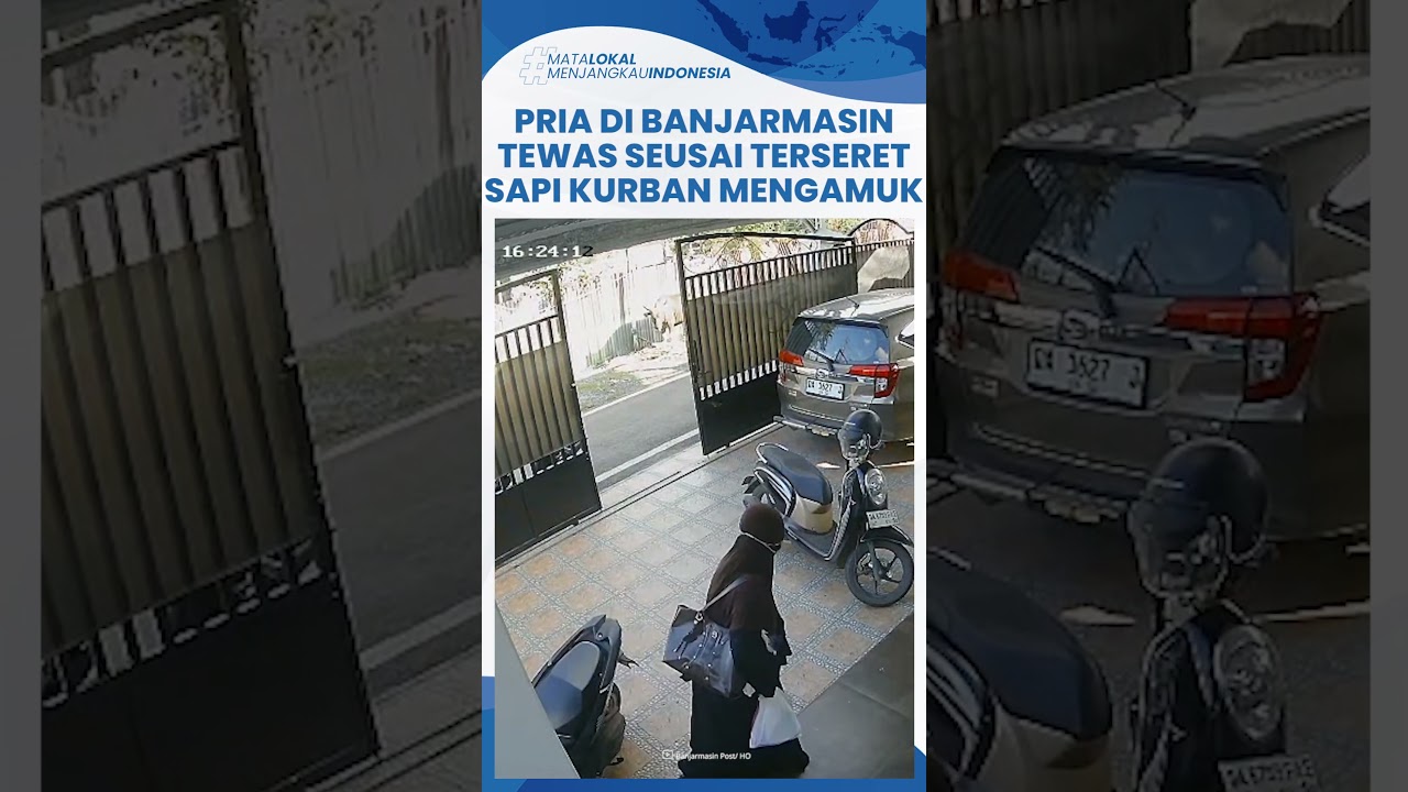 Detik detik Pria Terseret Sapi Kurban Mengamuk di Banjarmasin, Korban Terkapar Lalu Meninggal