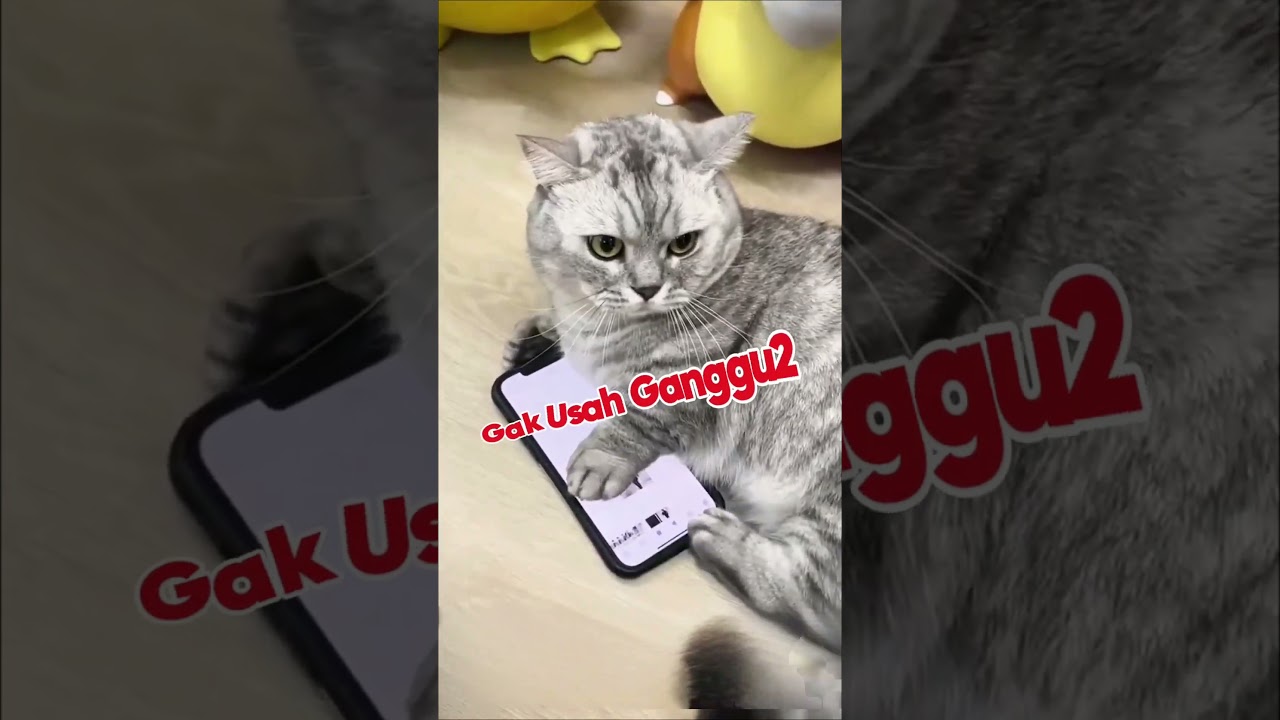 Si kucing Oreo emang suka genit kalau lihat cewek 😹 #shortviral #kucing