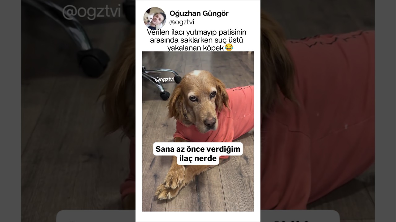 İlacı yutmayıp saklayan köpek, suç üstü yakalanıyor