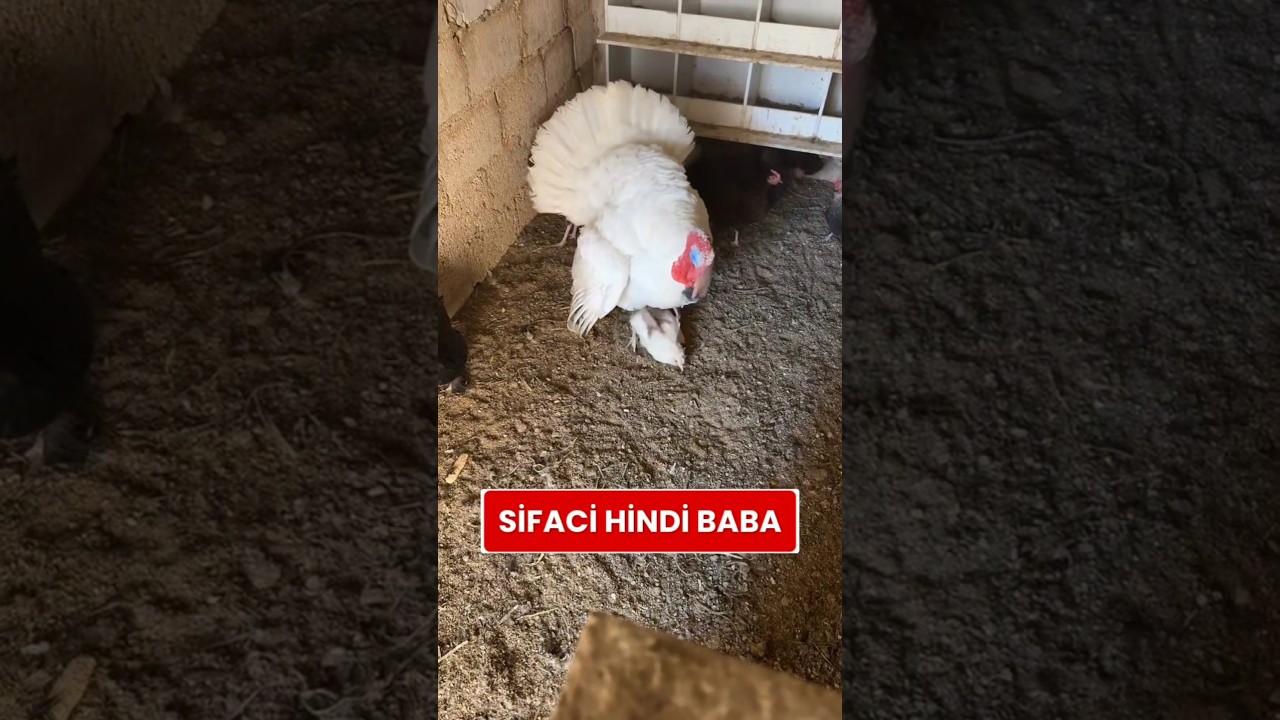 Şifacı hindi baba Gulu Gulu tavuğu tedavi ediyor