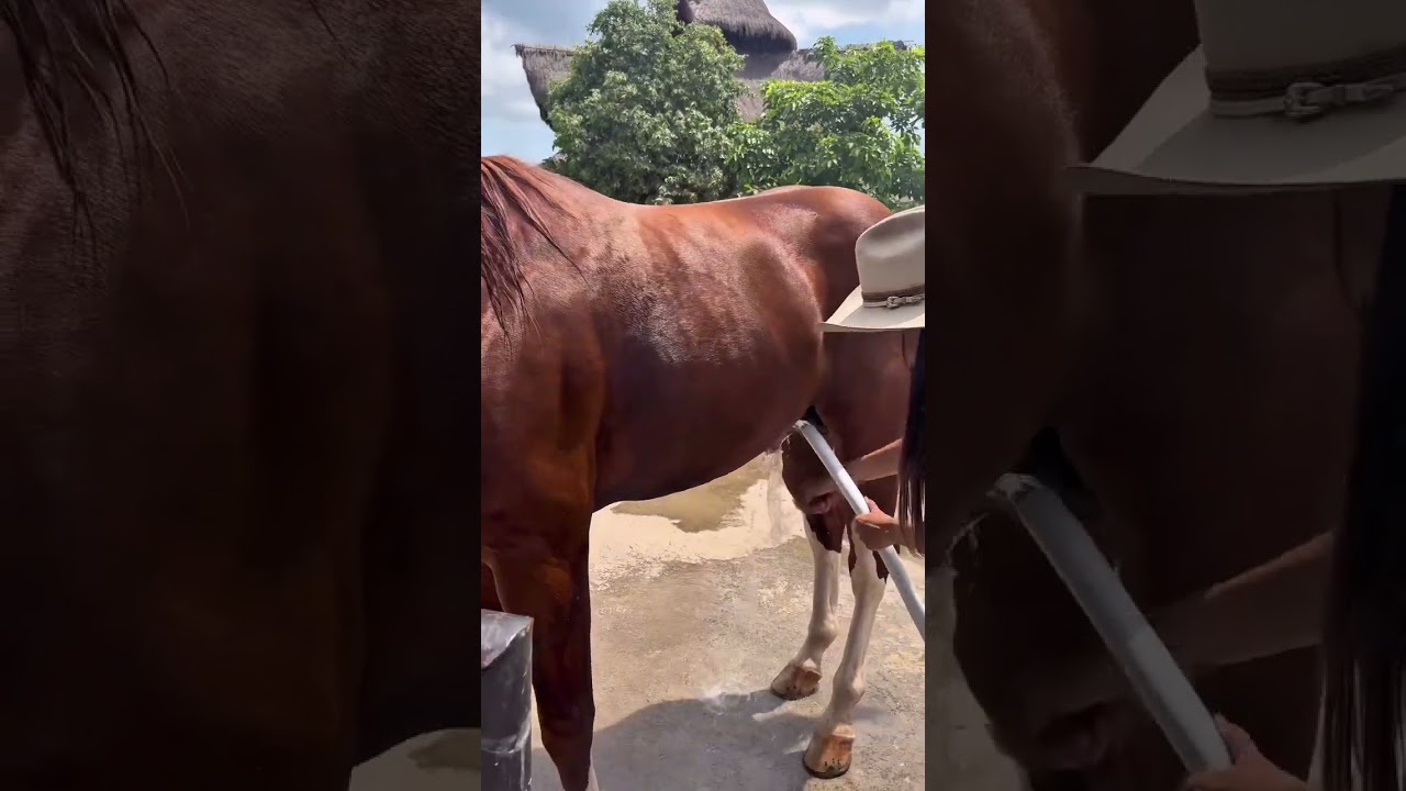 Horse Bathing Routine on Farm | Cleaning a Beautiful Horse #agriculture