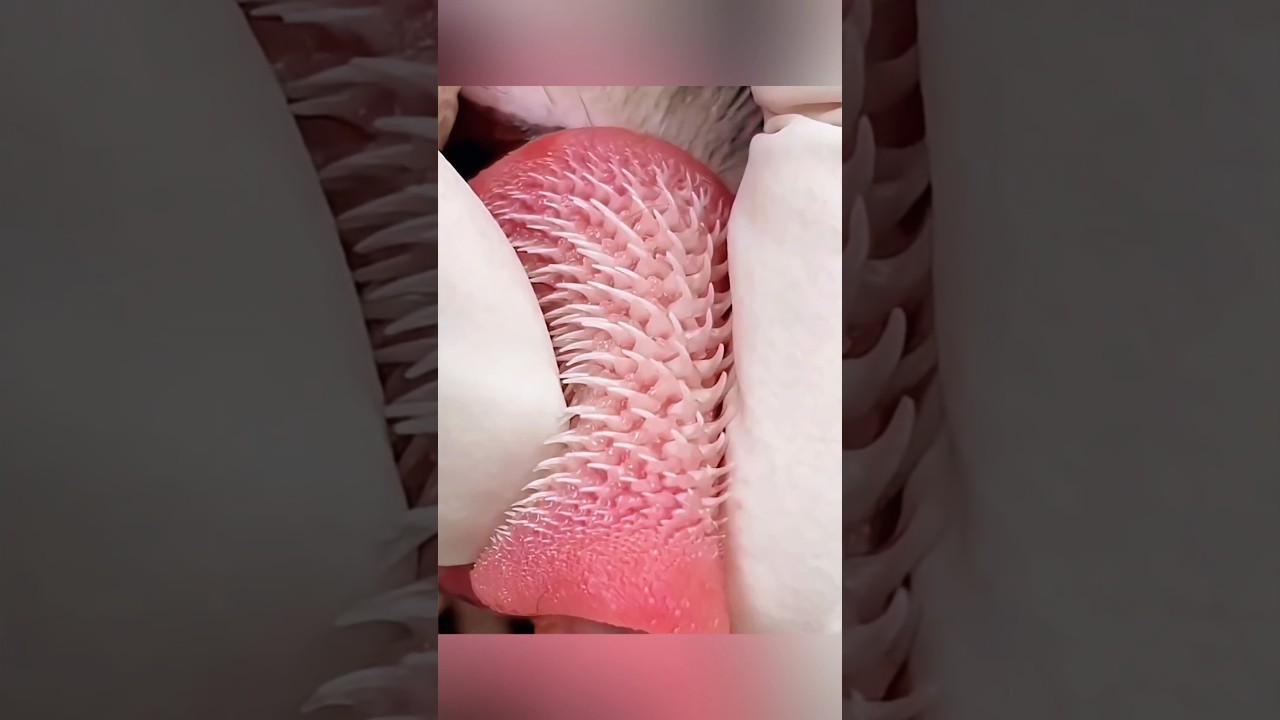 لسان النمر المدبب#shorts