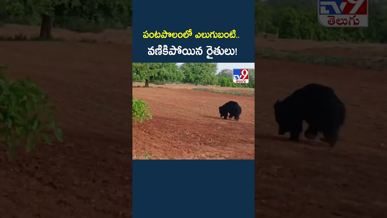 Sri Sathya Sai district : పంటపొలంలో ఎలుగుబంటి.. వణికిపోయిన రైతులు! - TV9