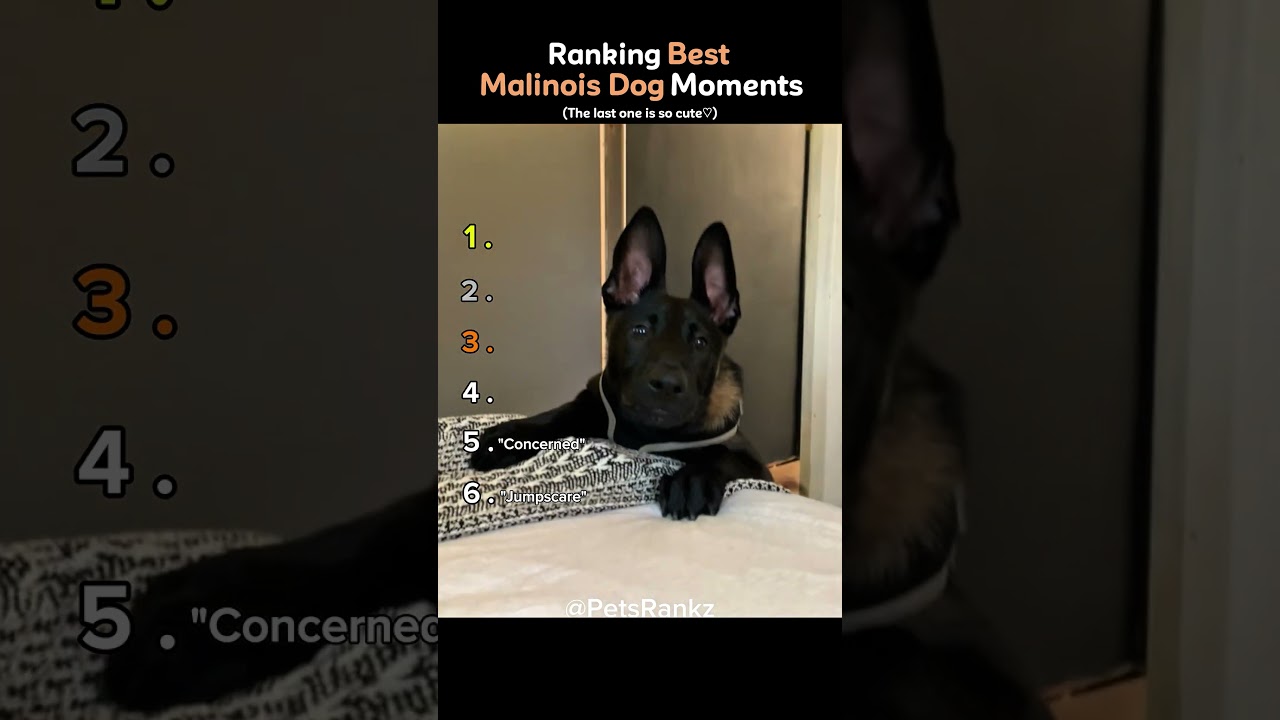 Ranking Best Malinois Dog Moments 🐕🔥 (You Won’t Believe No.1) #shorts
