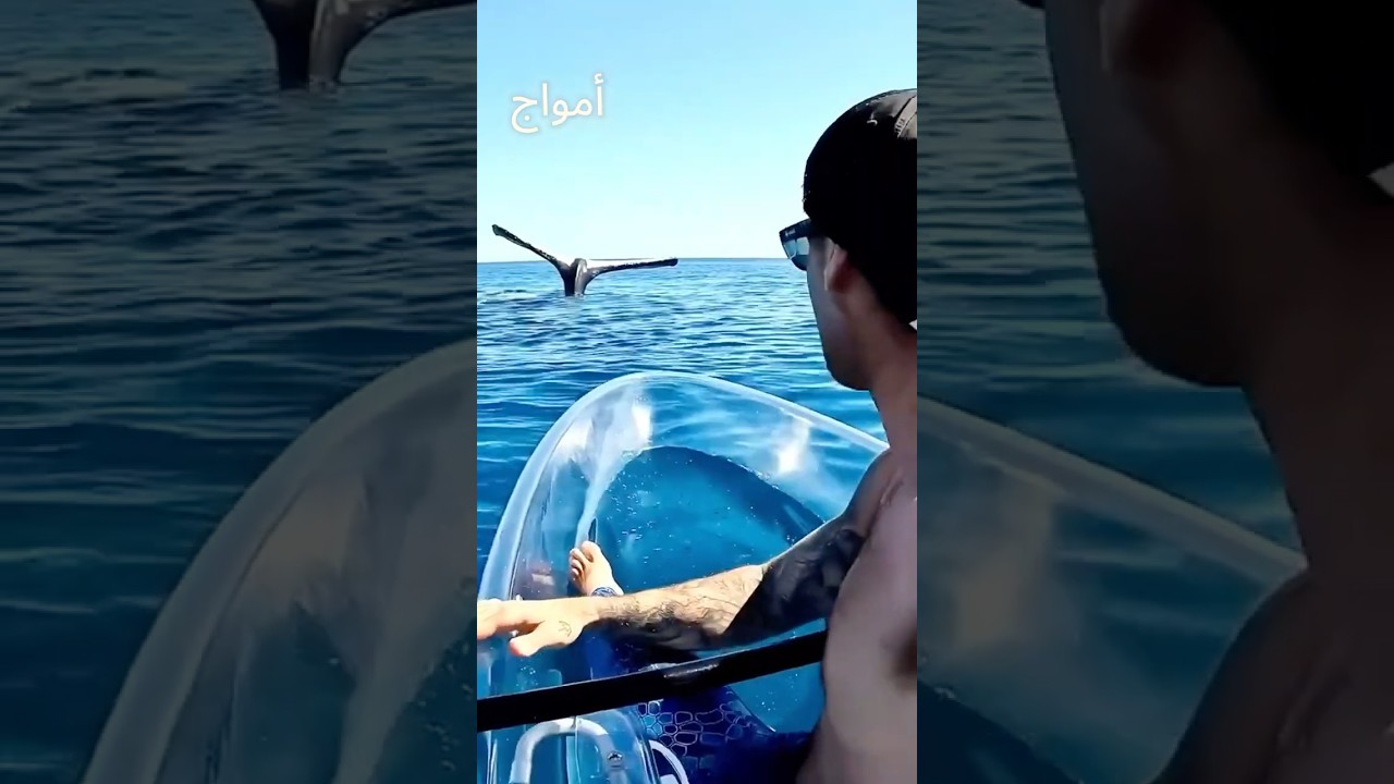 لماذا صرخ الحوت في عام 2019؟ الحقيقة صادمة! 😱                 #بحر #اكسبلور#شورت