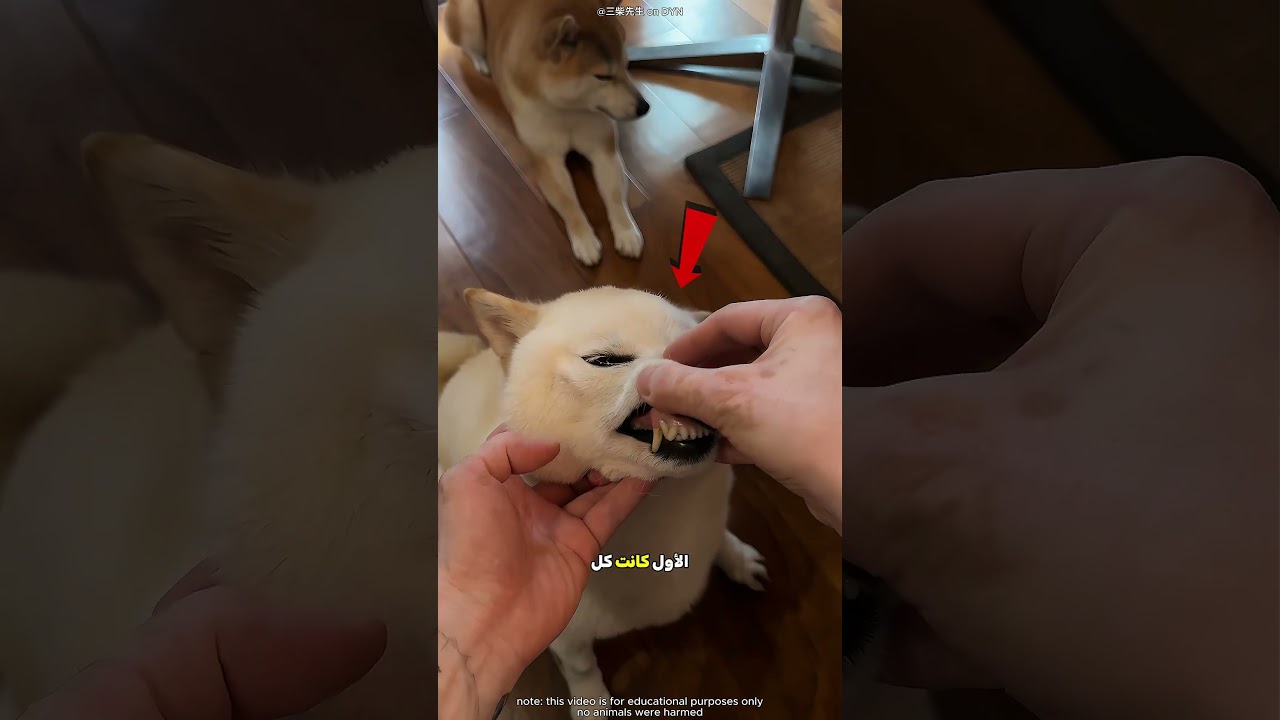 الراجل اكتشف السنه دي تبع انهي كلب 🦷