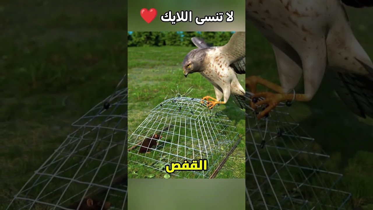 إزاي مصيدة الصقور بتشتغل؟ 🤨 #shortvideos