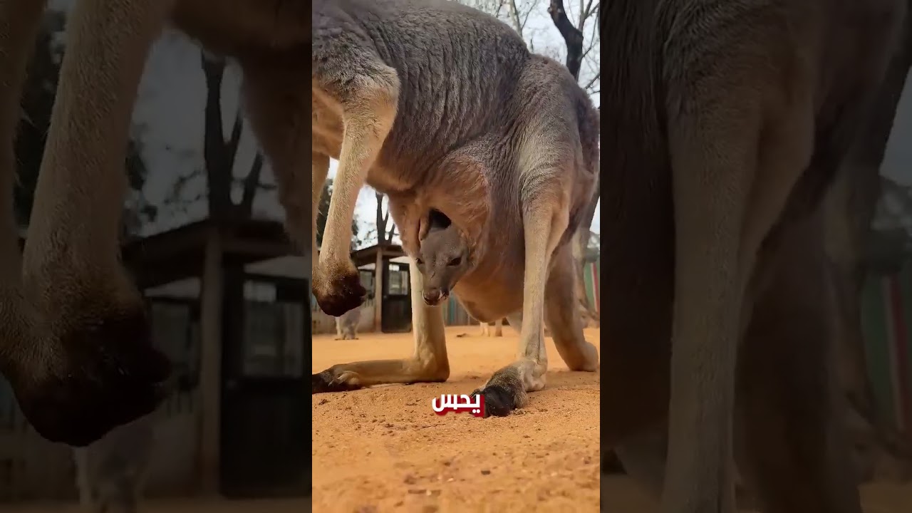 اغرب كائن في مملكة الحيوانات!