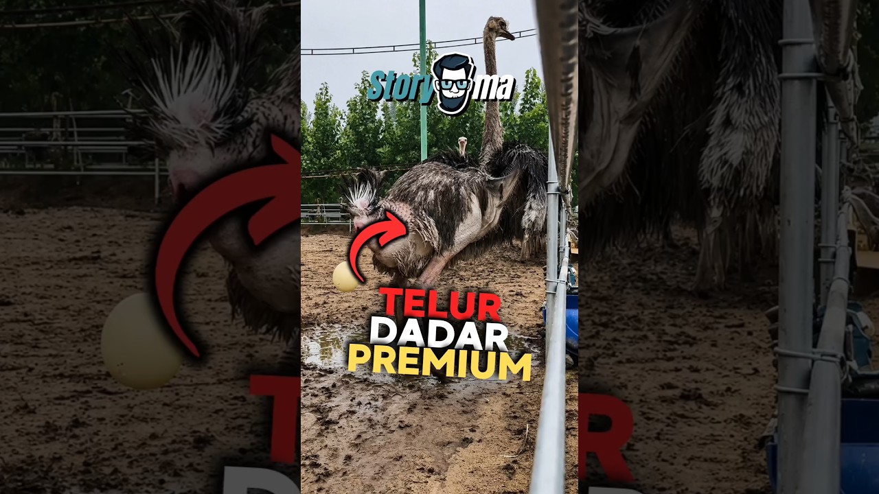 Kalau telur ini jatuh, peternaknya bisa rugi besar