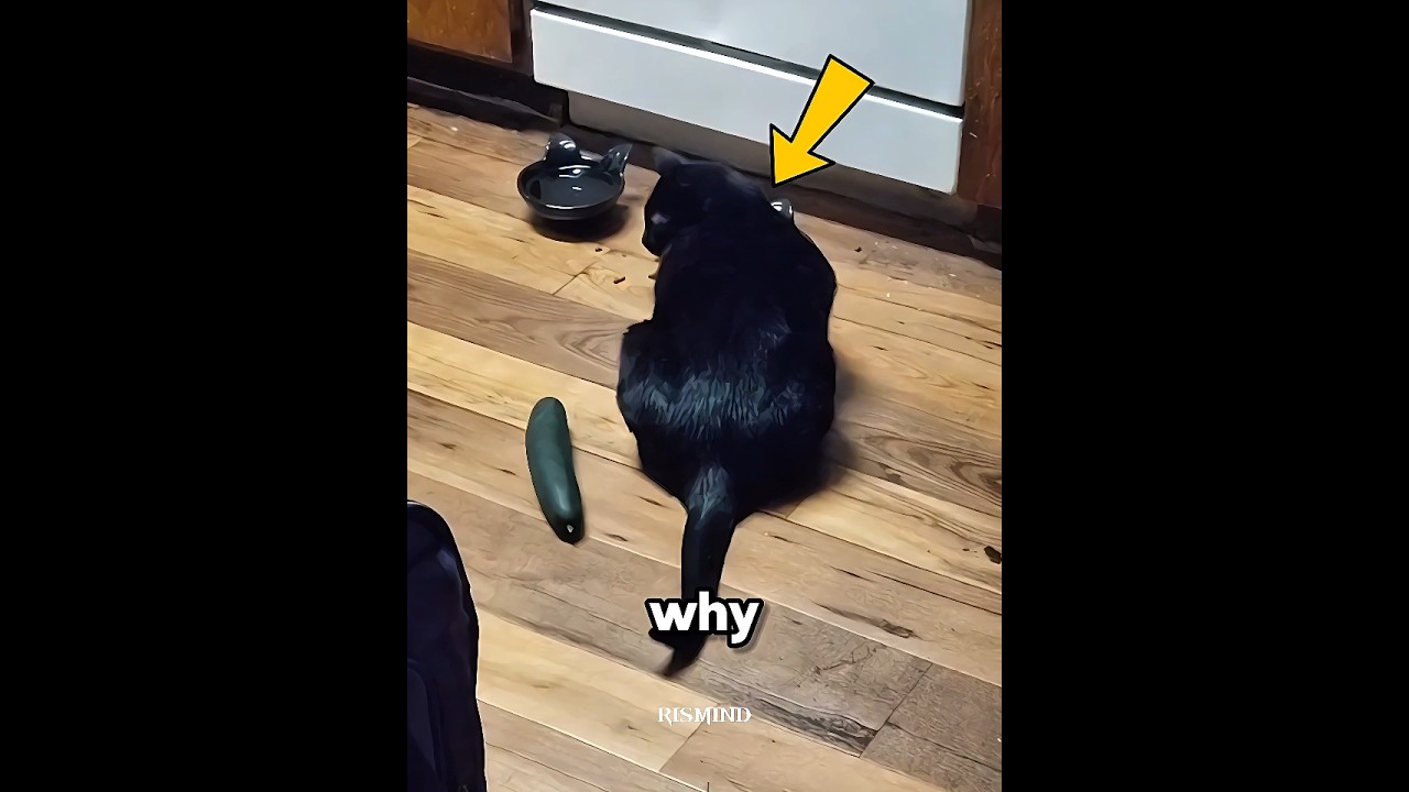 Why Do Cats Fear Cucumbers?! 😳