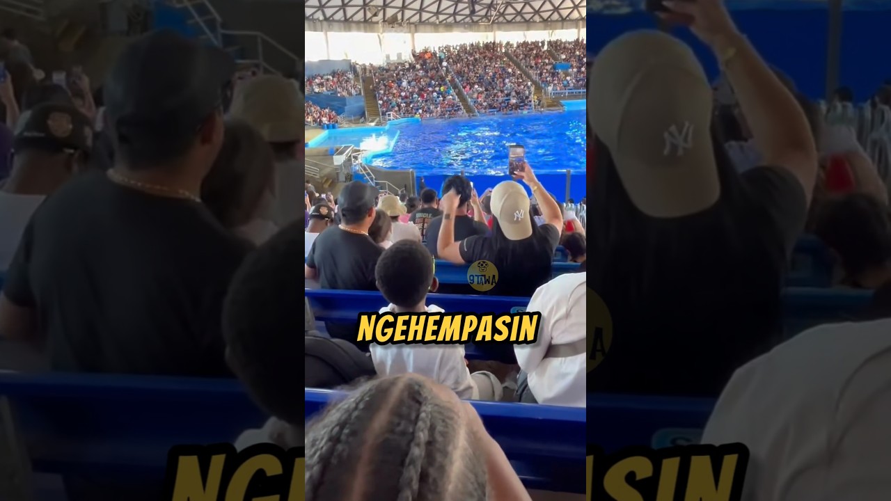 Bocil Di-INCER Sama ORCA‼️😂#lucu #seaworld #ikan