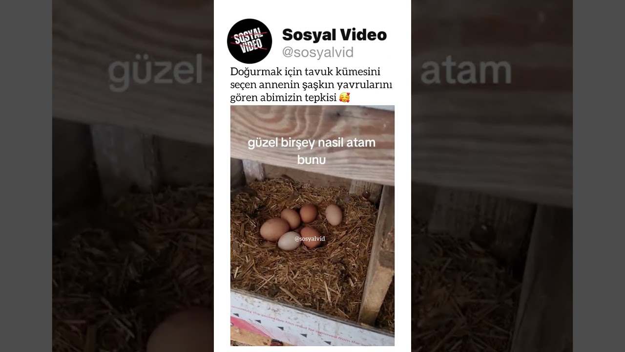 Doğurmak için tavuk kümesini seçen annenin şaşkın yavrularını gören abimizin tepkisi 🥰