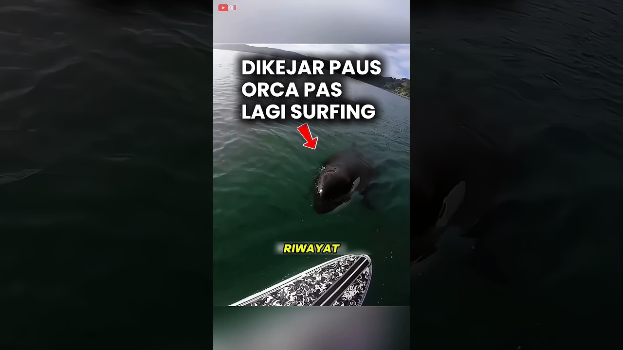 Paus Orca ini Minta Tolong Manusia 😢❤#shorts