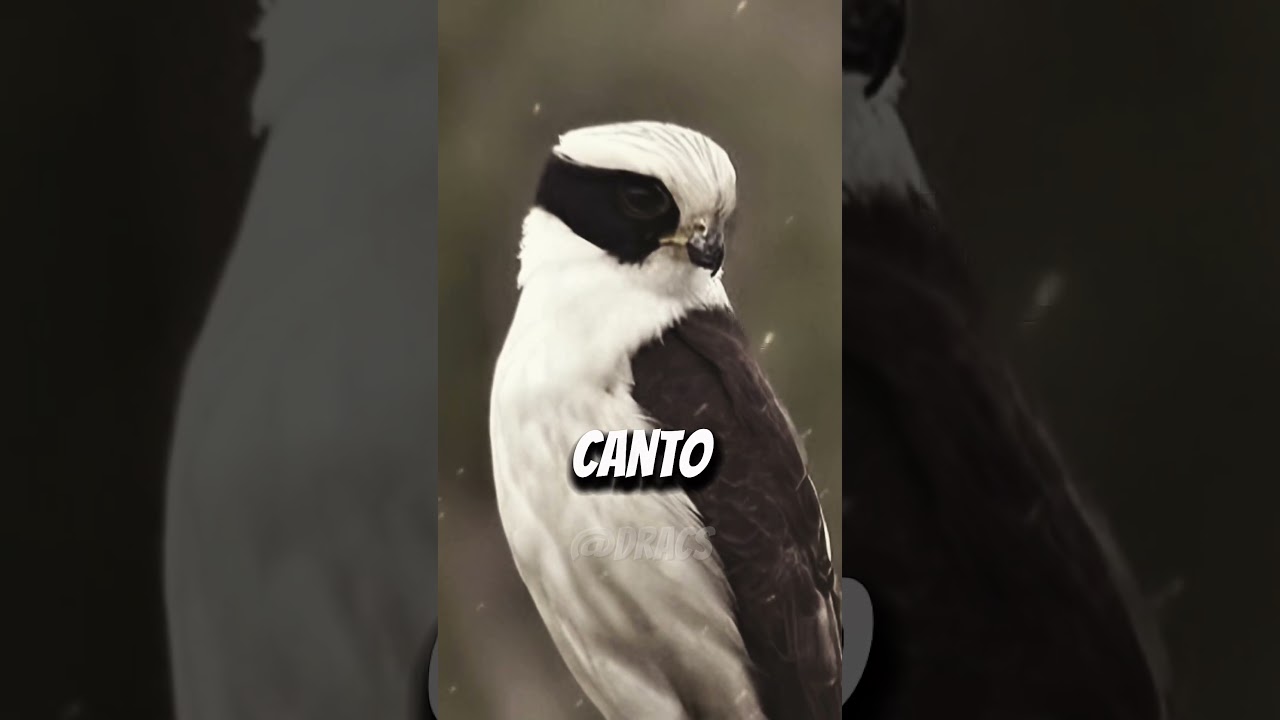 o canto do passaro COÃ! #curiosidades #viral #fy #dracscuriosidades