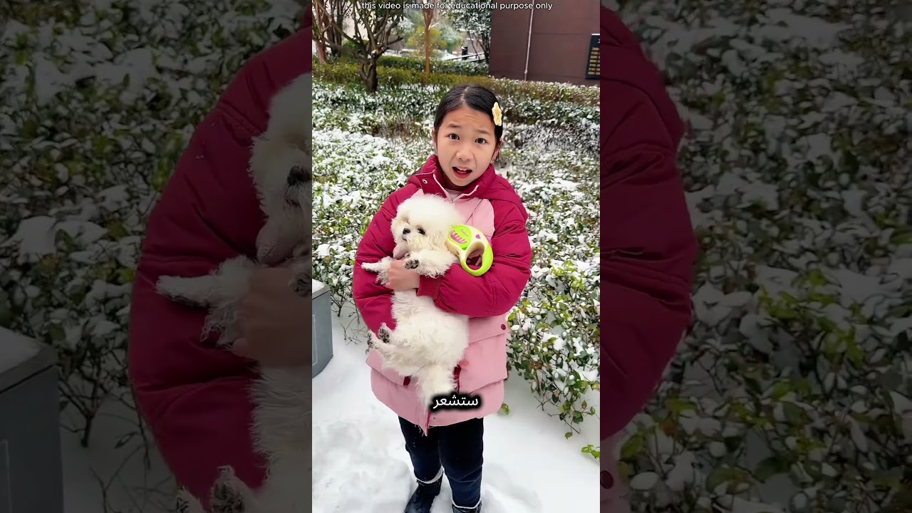 قطة تائهة في الثلج