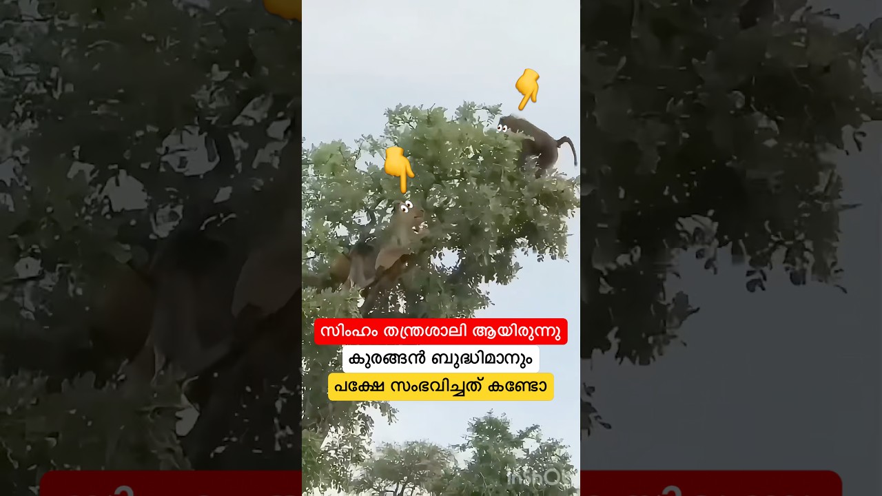 സിംഹം തന്ത്രശാലി ആയിരുന്നു കുരങ്ങൻ ബുദ്ധിമാനും പക്ഷേ സംഭവിച്ചത് കണ്ടോ #shorts #shortsfeed