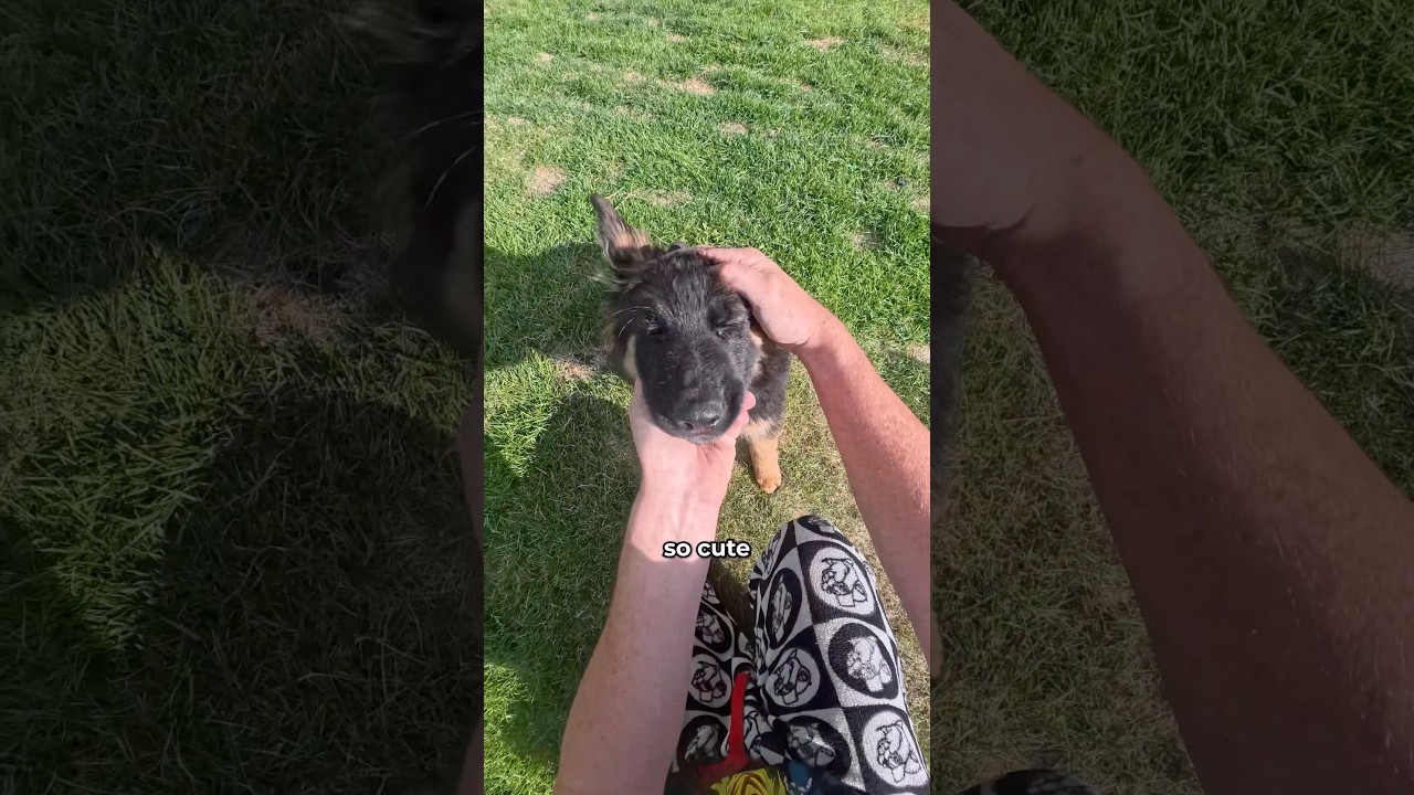 Welcome to the family BOJI! ❤️#newbornpuppies #dog #pov #puppy #shorts