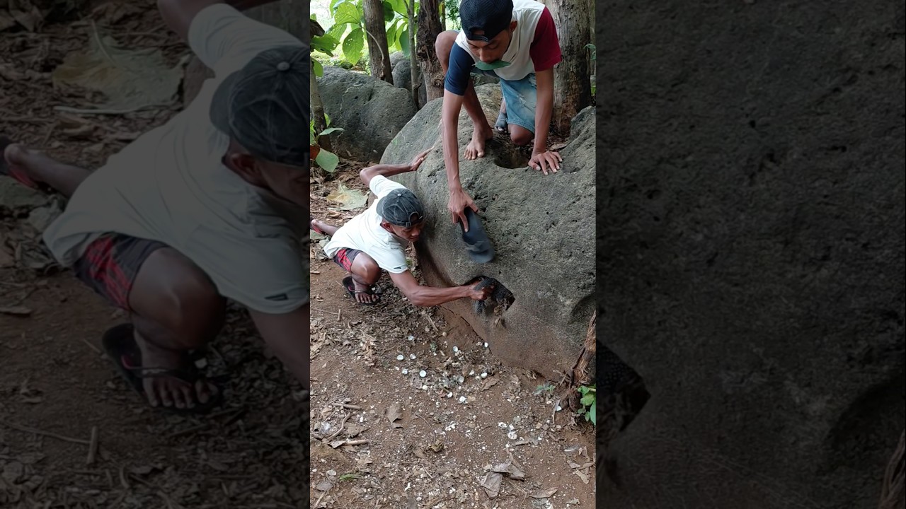 baru menetas semua #shortvideo #viralshorts #viral #trending