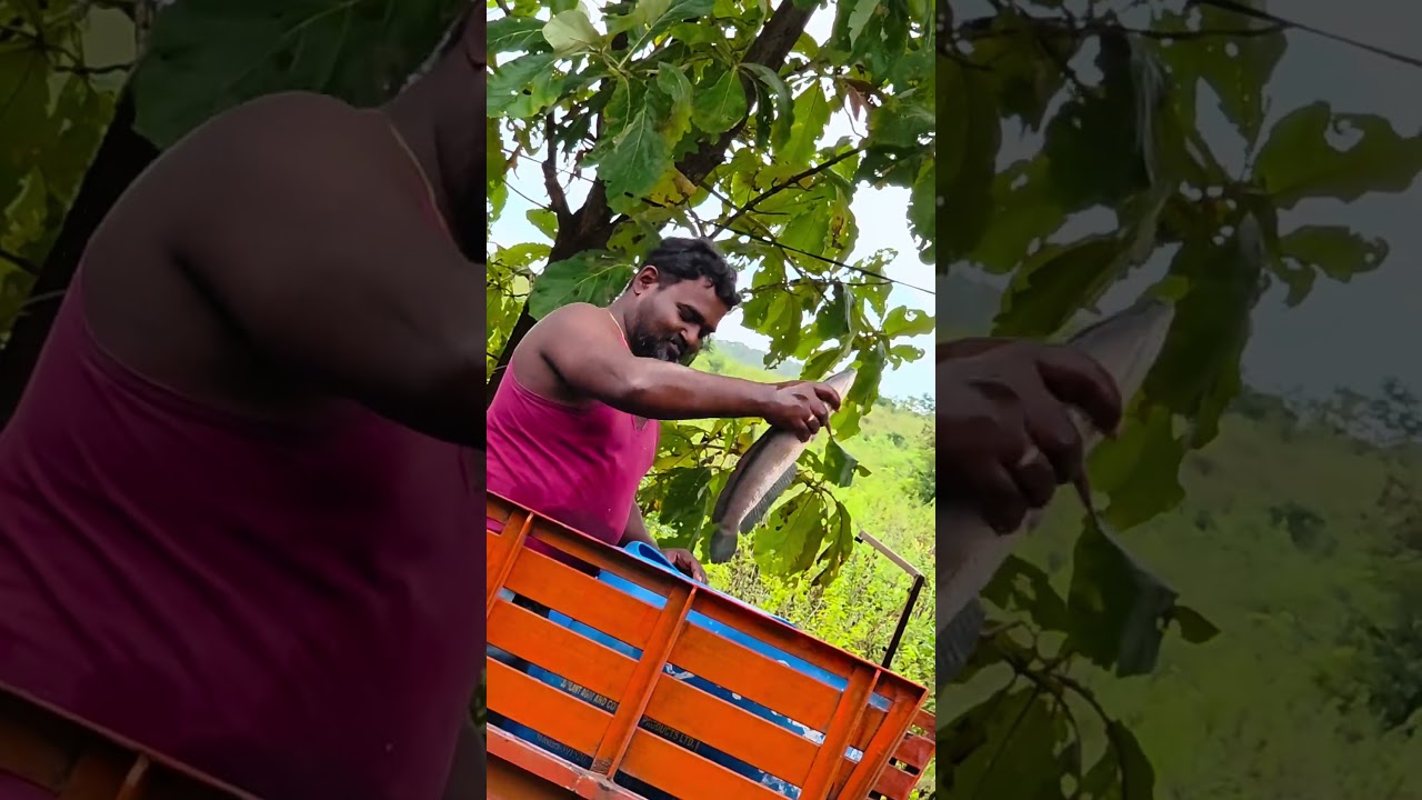 ✅🐟 Successfully delivered 2 Ton fish – 1 Ton local & 1 Ton export 🌍🚚📦🐠 Next 10 Ton shipment