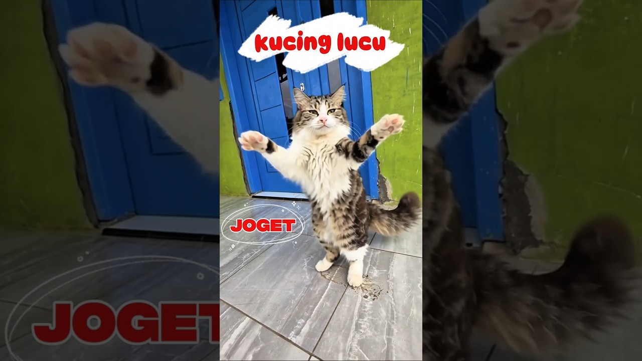kucing lucu kicau mania #trendingshorts