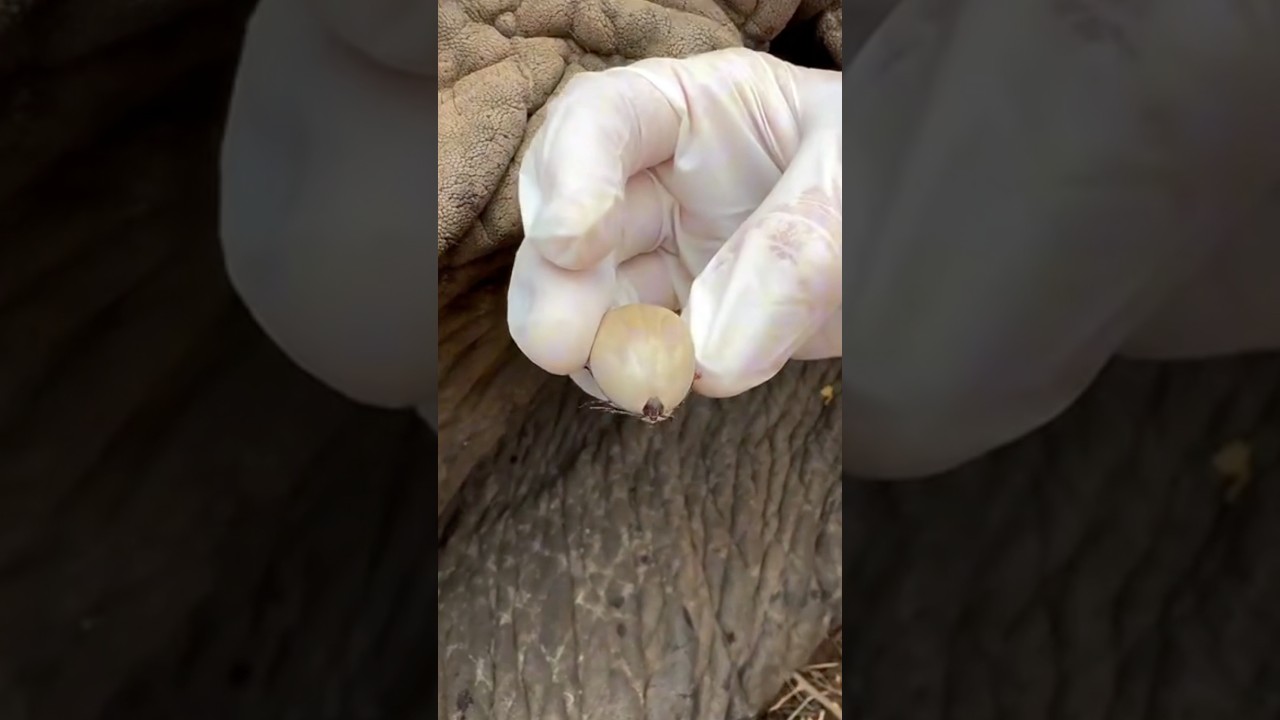 Will Giant Elephant Ticks Bite You? #goodtoknow #vet #medicine #funfacts #lifehacks #educational