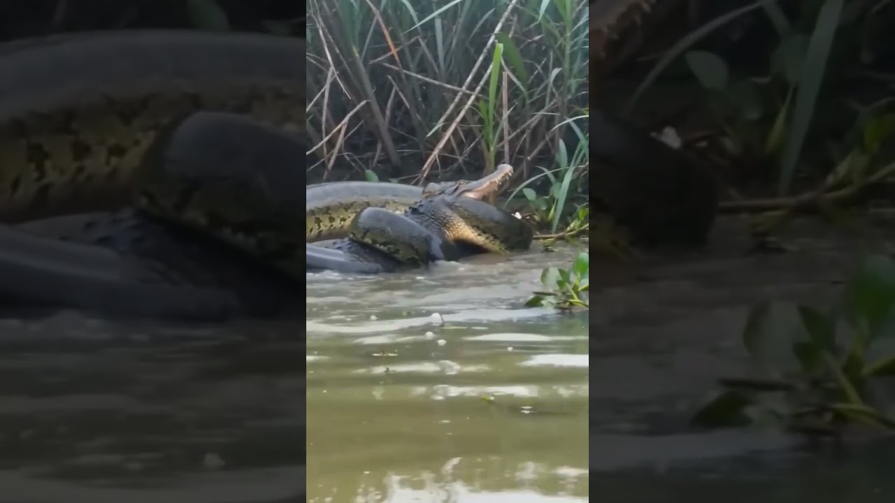Obra gigante ataca jacaré #fishing