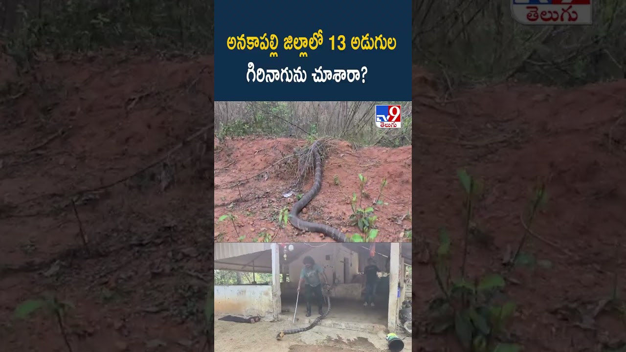 Big Snake : అనకాపల్లి జిల్లాలో  13 అడుగుల   గిరినాగును చూశారా? - TV9