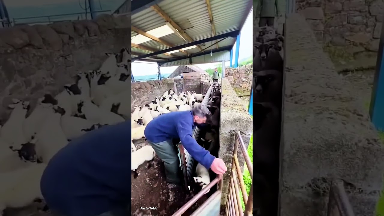 شوفوا إزاي بيفصلوا صغار الخرفان عن القطيع بحركة عبقرية! 😱🐑