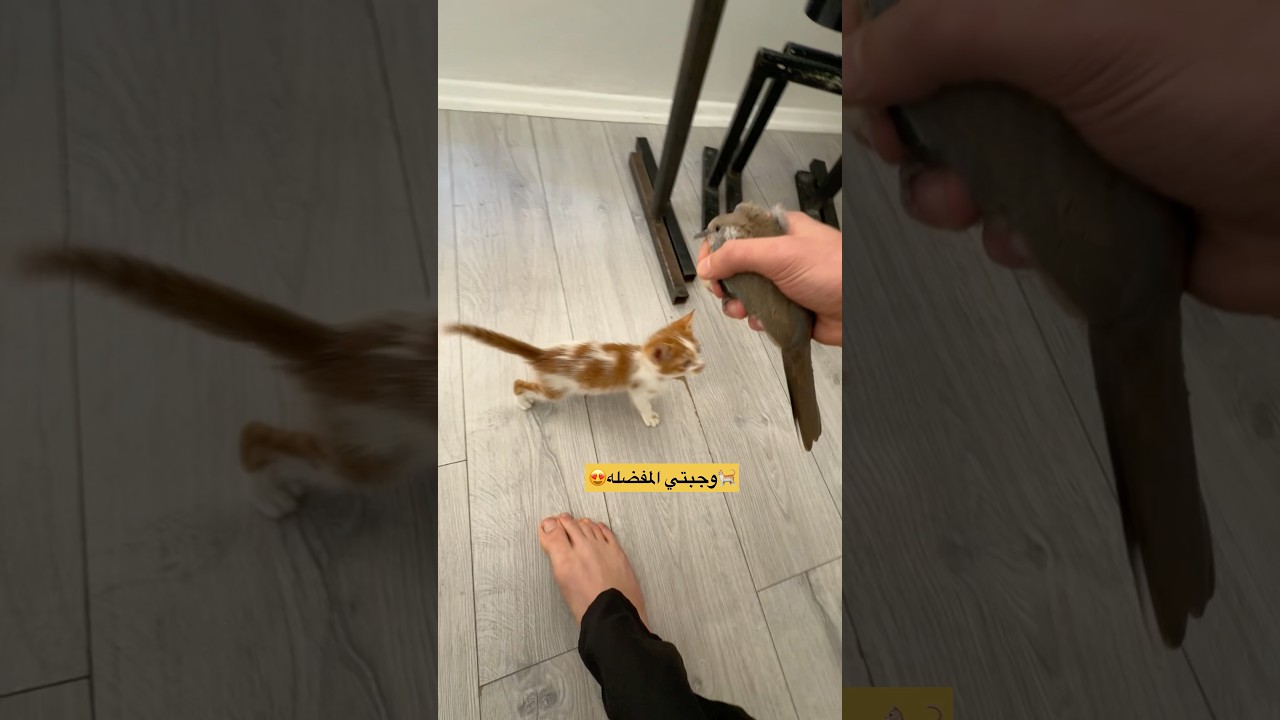 لو انتو مكاني شو بتعملو بتعطوه الطير ولا تتركوه ؟😂 #روناس #cat #اكسبلور #قطط #اعتني