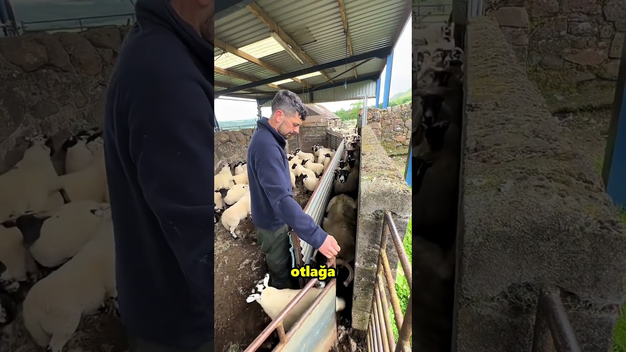 Bu Adam Koyunları Ayırmalı Yoksa İşini Kaybedecek 😮
