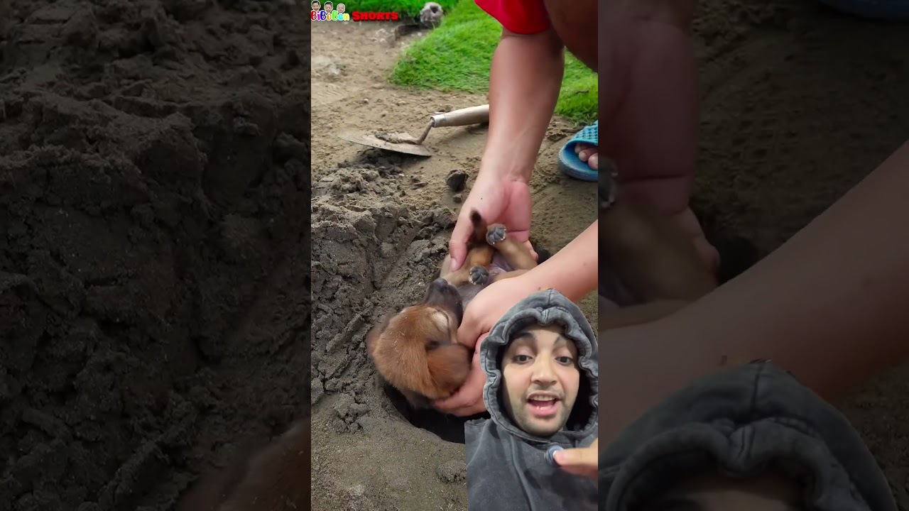 ‏الكلب طلع عايش ￼