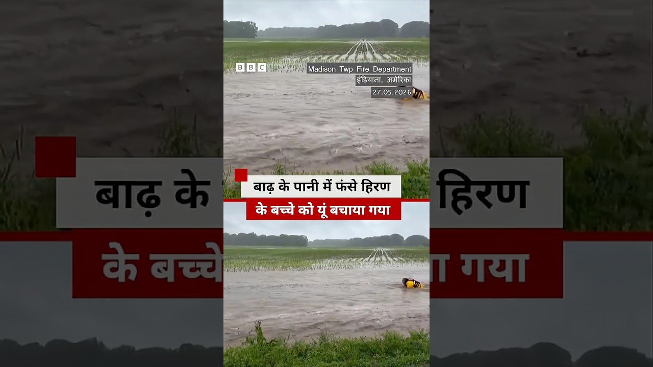बाढ़ के पानी में फंसे हिरण के बच्चे को यूं बचाया गया #flood #deer