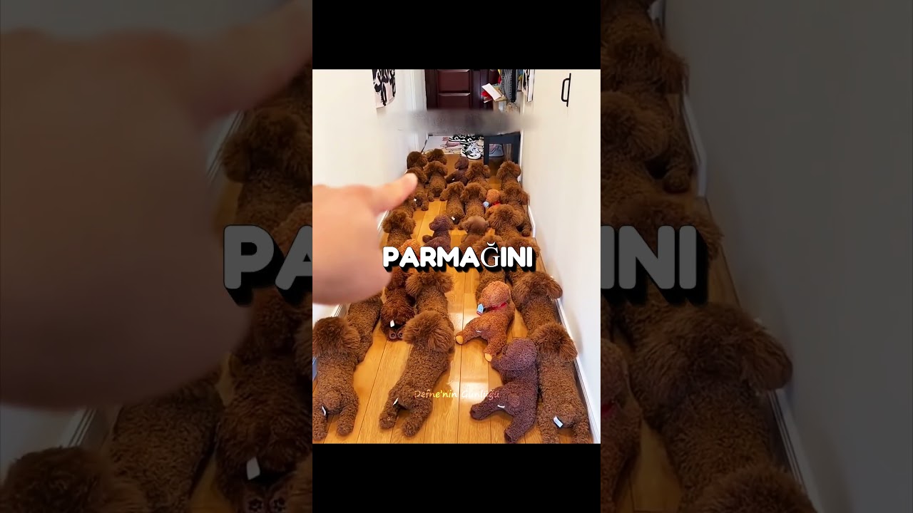 Bu Zeki Köpek Sahibi Kandırdı 😍