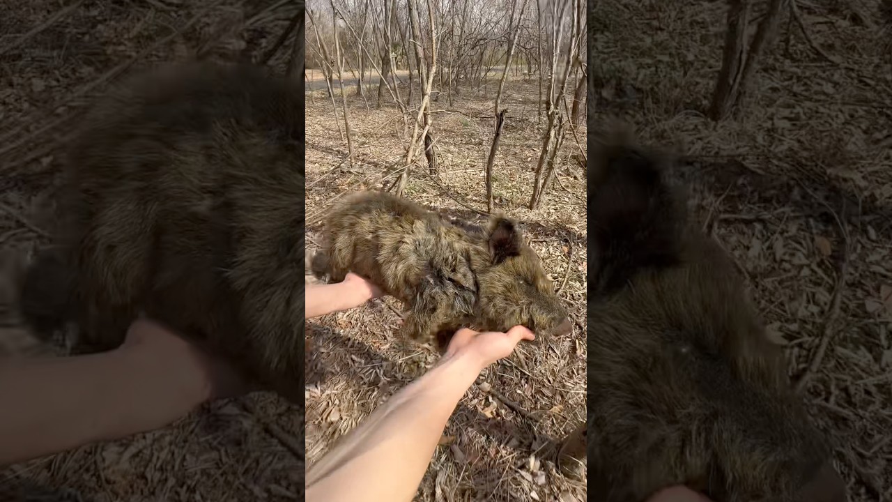 The Run Back to the Wild ❤️