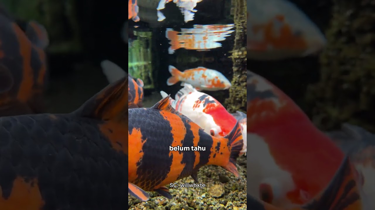 Ikan Koi di JEPANG Super LANGKA!!! Cuma 0.1% bikin KAGET!!