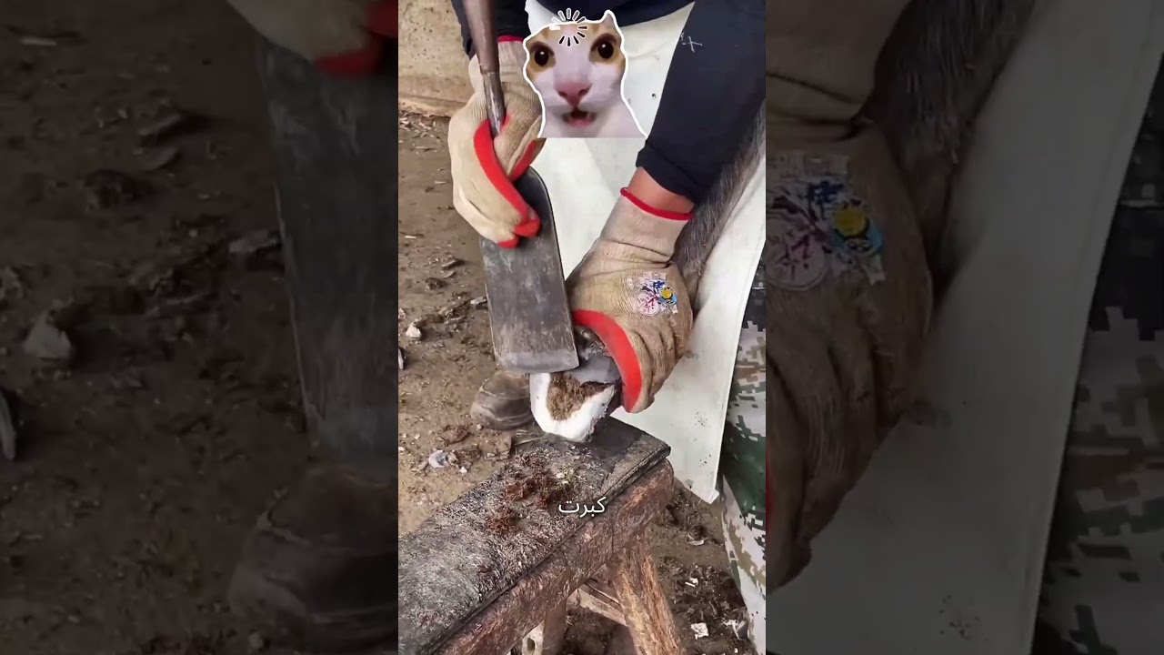 الحصان مش بيجري… والحل كان صادم! 👀